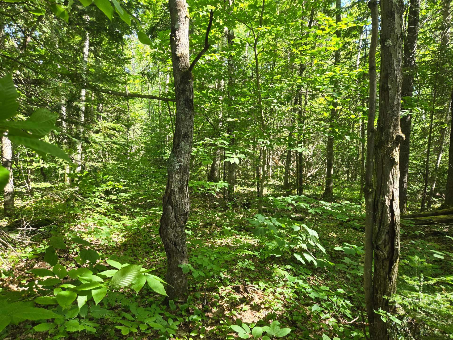 Photo - Terre/Terrain