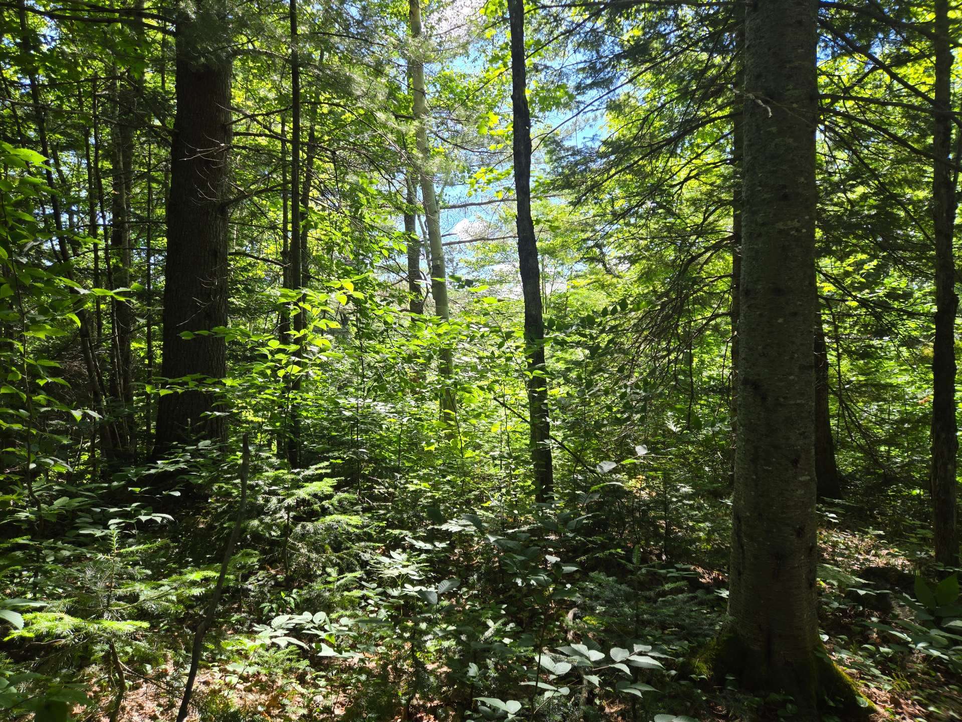 Photo - Terre/Terrain