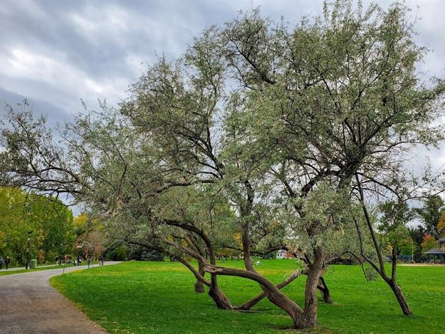 Duplex for sale, Montréal (Mercier/Hochelaga-Maisonneuve)