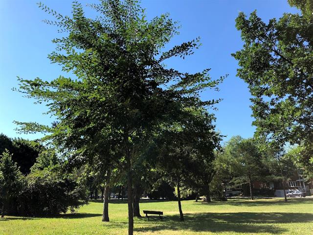 Duplex à vendre, Montréal (Mercier/Hochelaga-Maisonneuve)